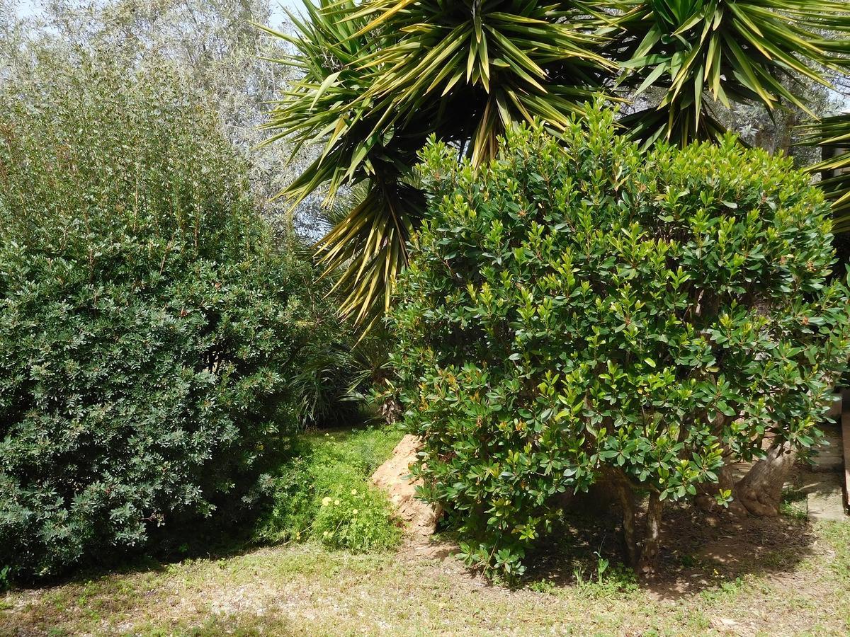 Apartamento Gli Ulivi Alguer Exterior foto